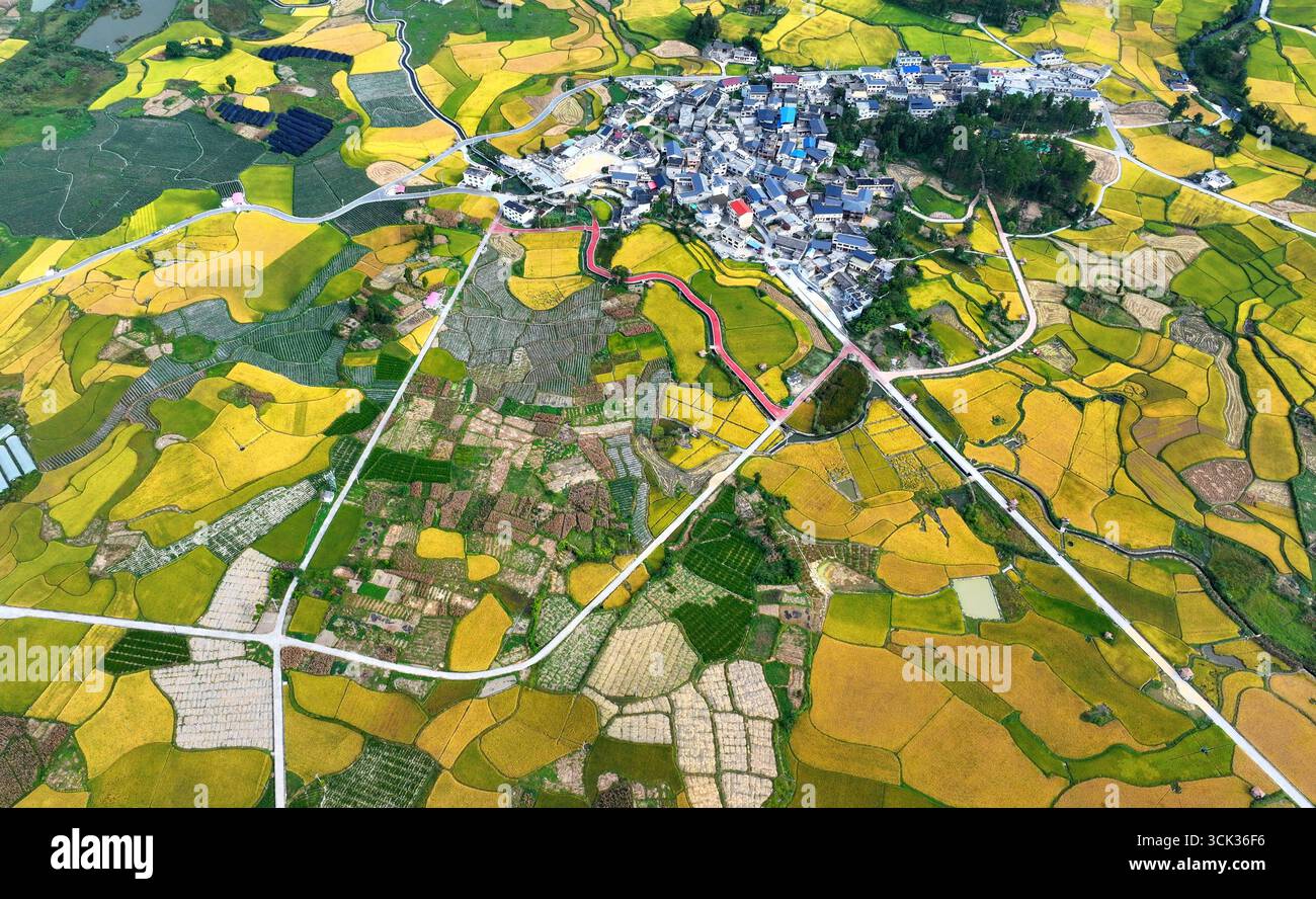 Aerial photo shows the golden rice field in Qiannan Buyi and Miao ...