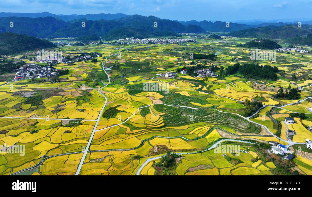 Aerial photo shows the golden rice field in Qiannan Buyi and Miao ...