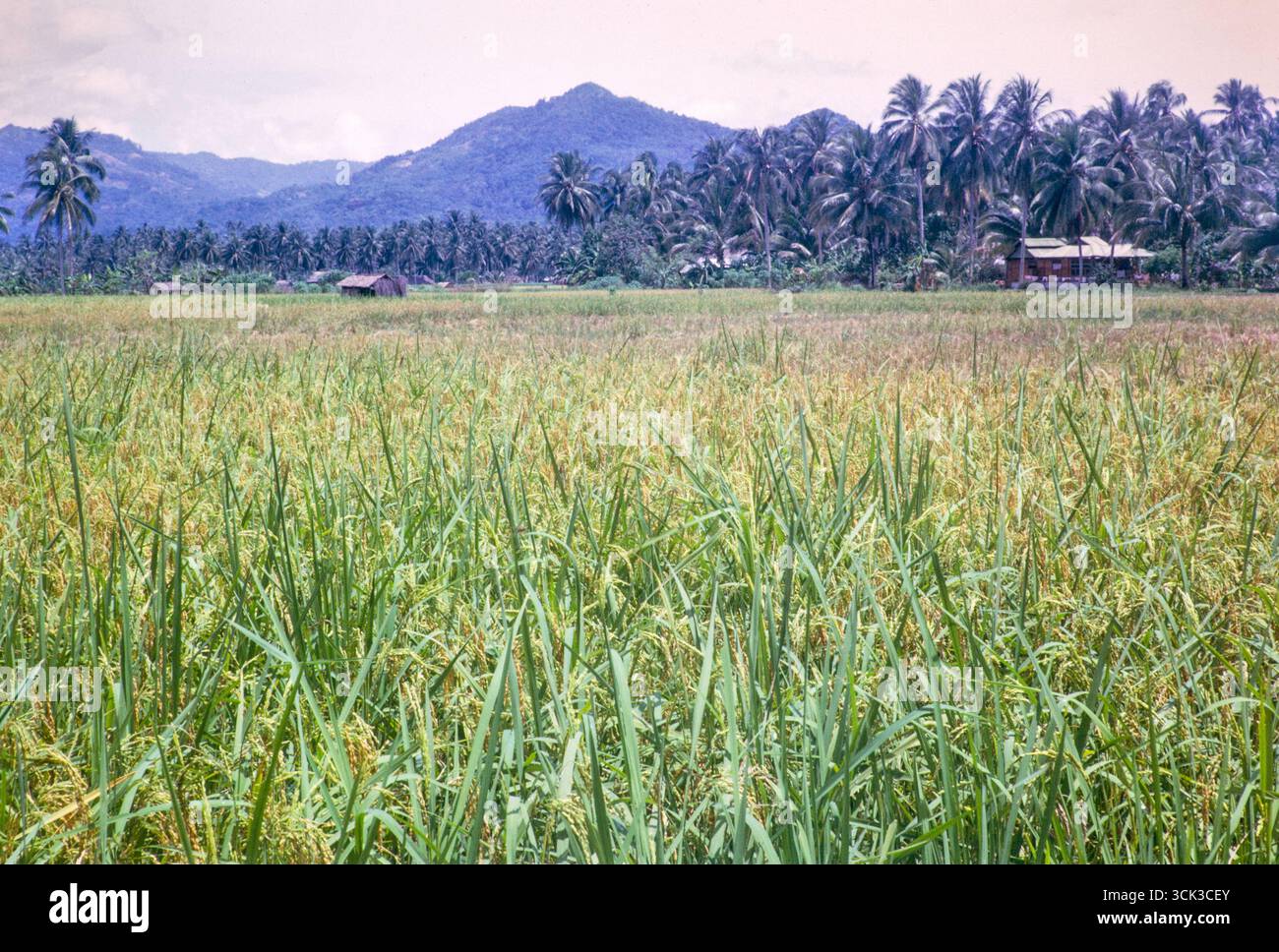 Rice cultivation paddy fields rural farming agriculture countryside area, Penang, Penang Island, Malaya, Malaysia 1965 Stock Photo