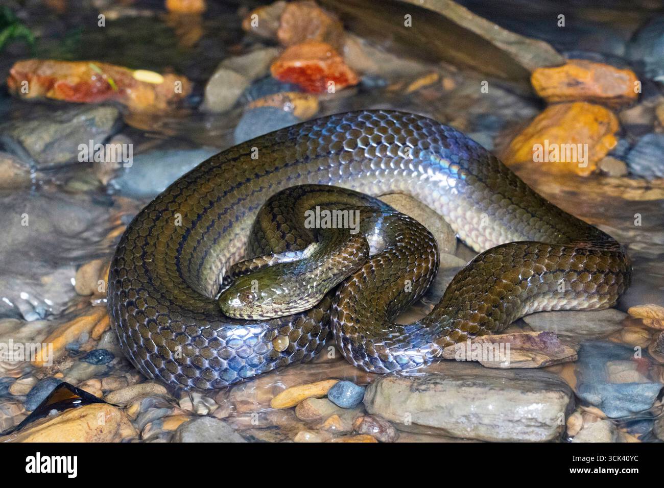 The Enhydris enhydris, also known as the Rainbow Water Snake, a mildly ...
