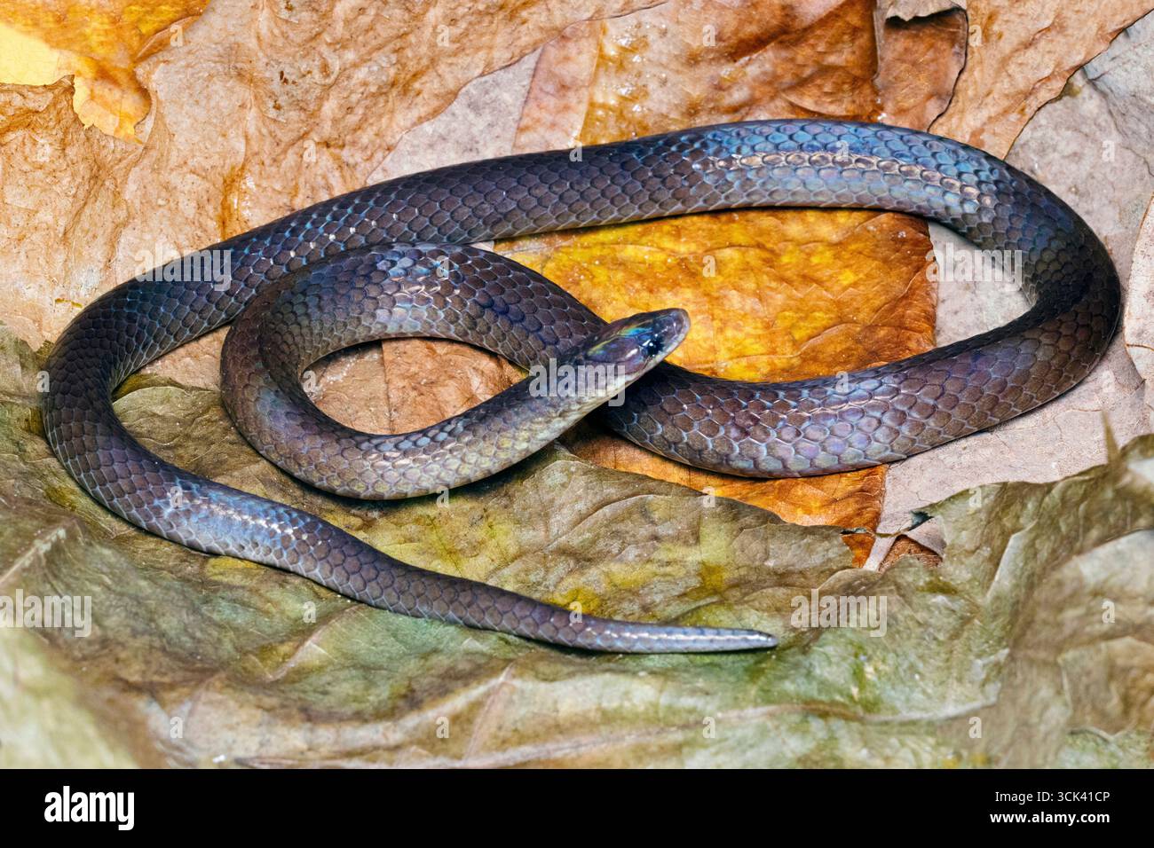 Python Reticulata Blythia Blythia reticulata, a species of non-venomous snake, captured in the ...