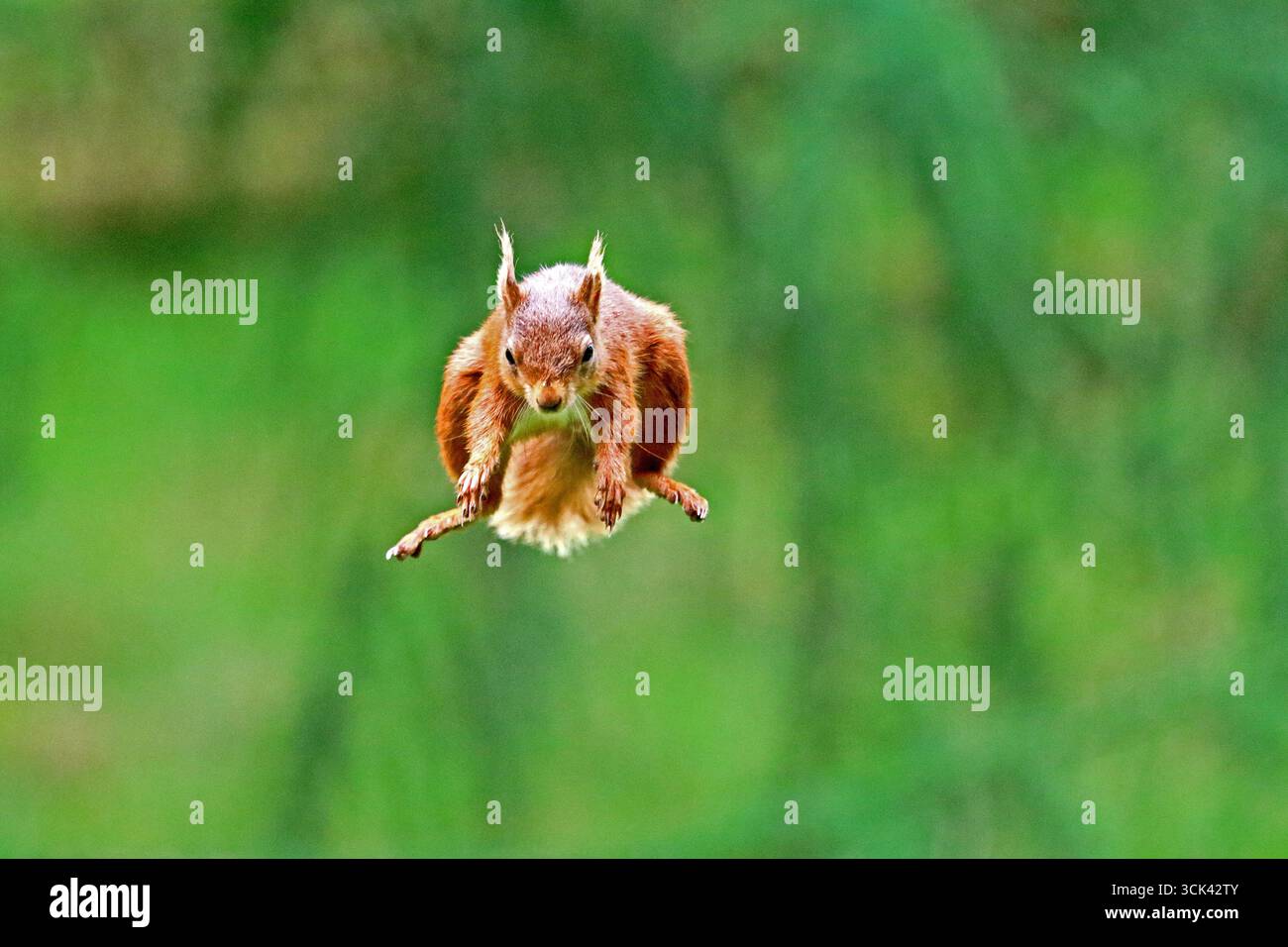 Red Squirrel jumping Stock Photo
