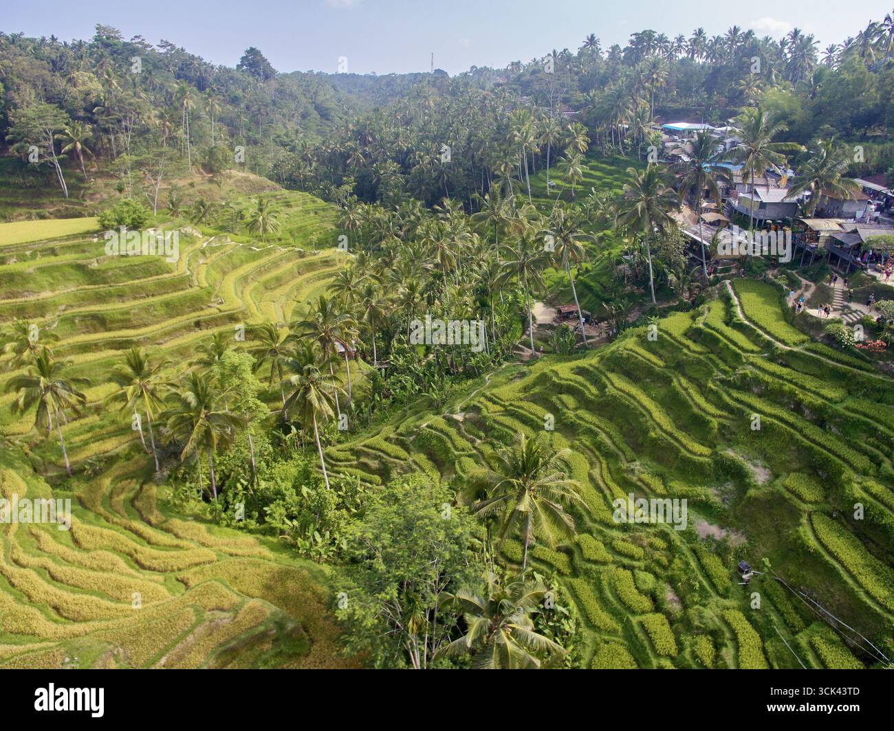 Texture Rice Building Lush green terraced rice fields stretching across hillside landscape ...