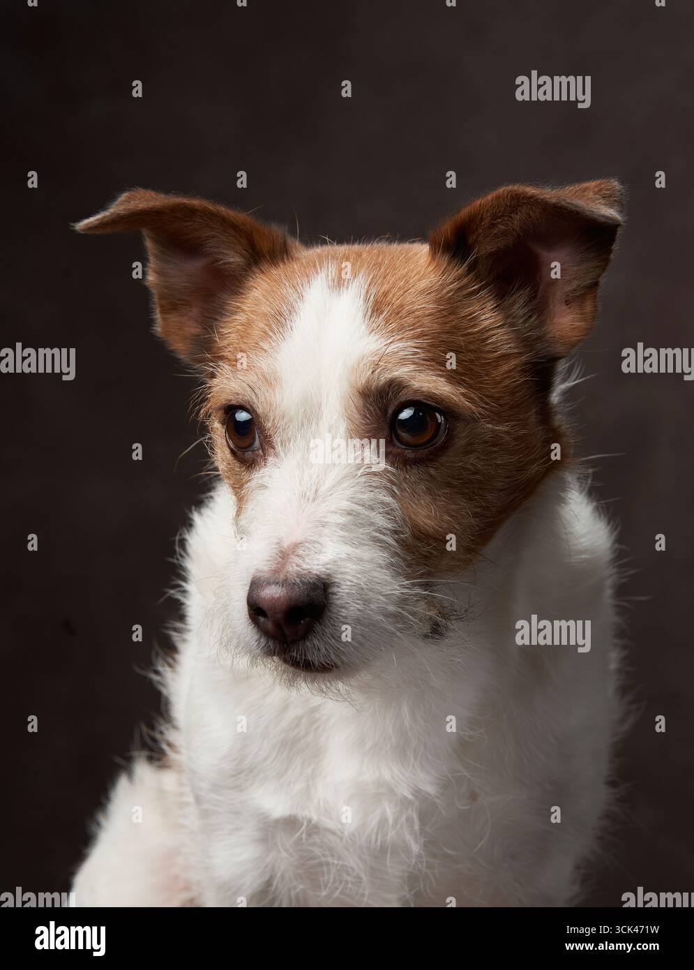 A close-up portrait of a Jack Russell Terrier with white and brown fur. The dog looks at the camera with an alert expression. Stock Photo