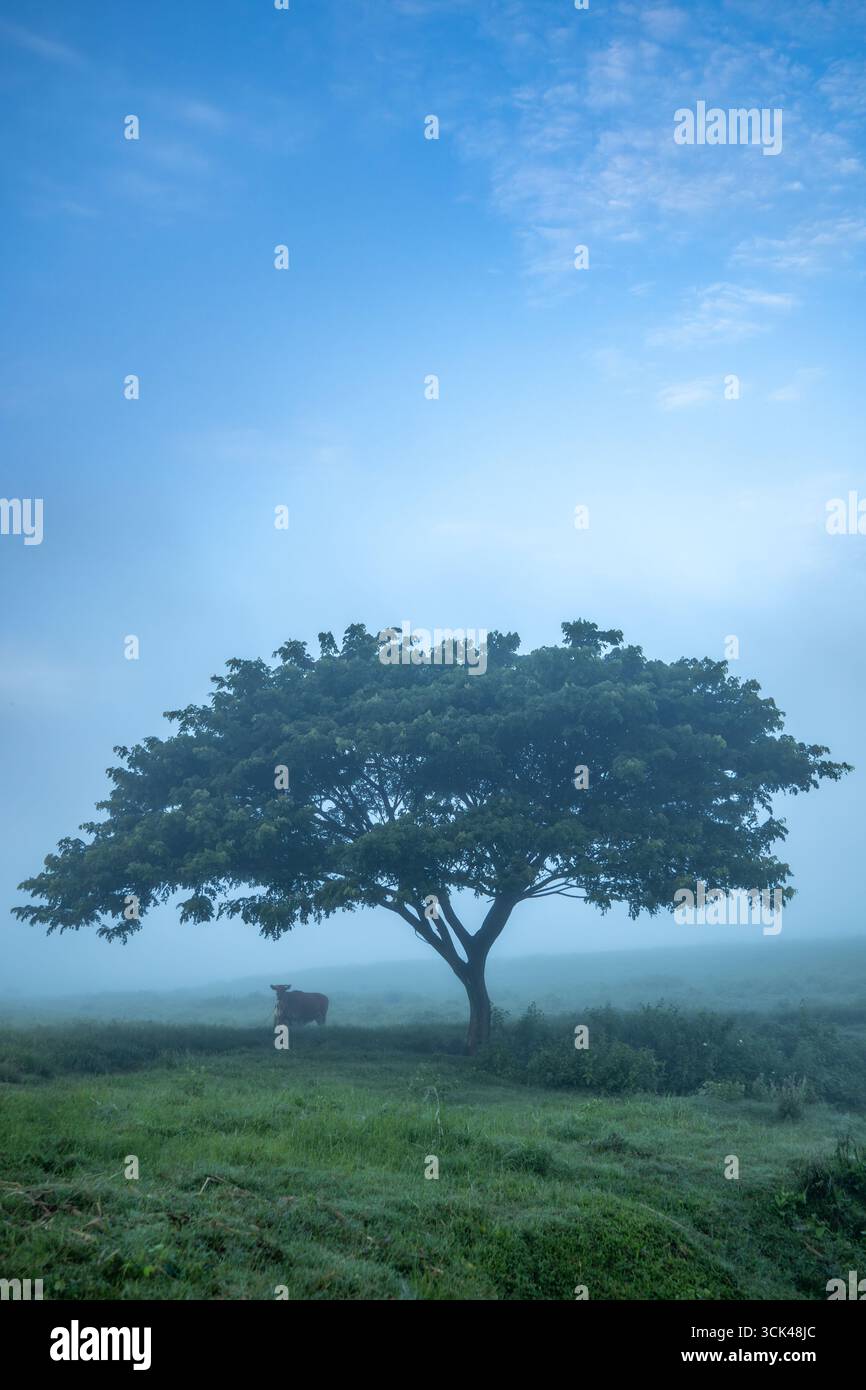 Aerial view of a solitary tree stands majestically amidst the misty ...