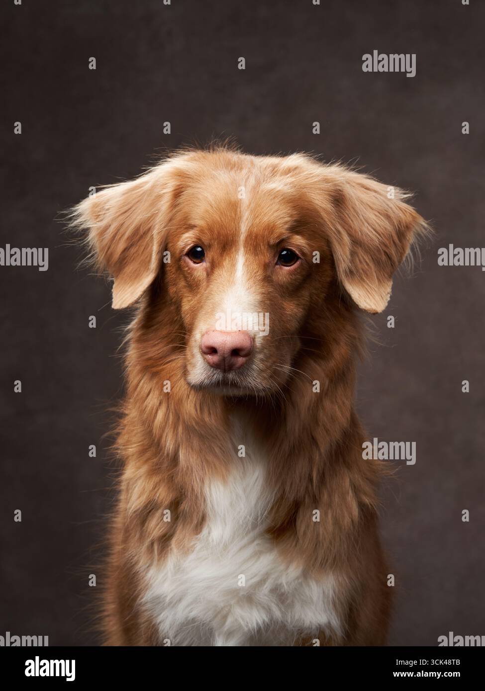 A close-up of a Nova Scotia Duck Tolling Retriever against a dark background. The dog looks straight with a gentle expression. Stock Photo
