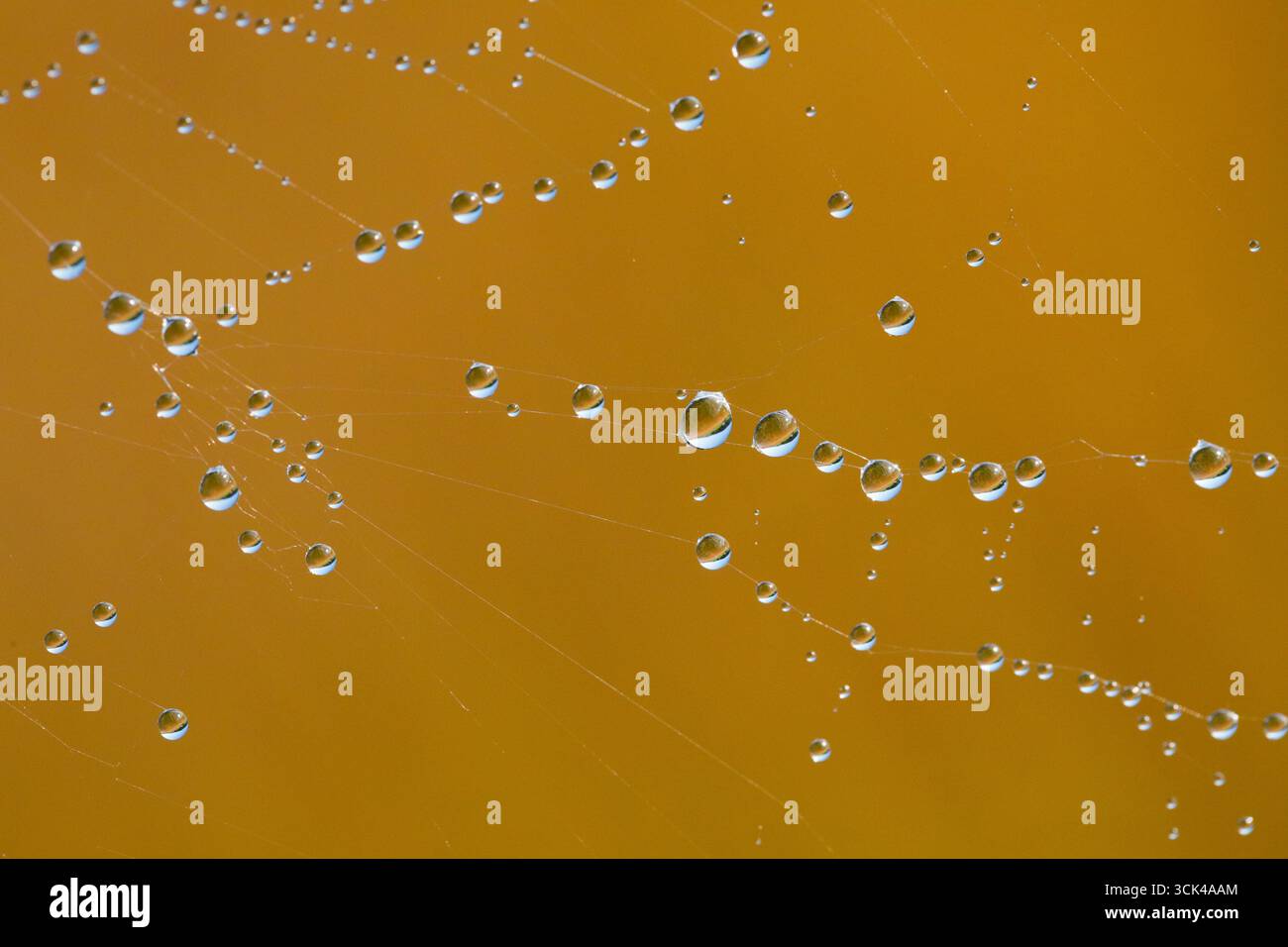 Dewdrops in a spider's web Stock Photo
