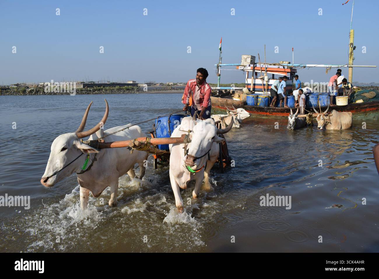 Bullock carts ferry fresh fish from ships that have just docked on a ...