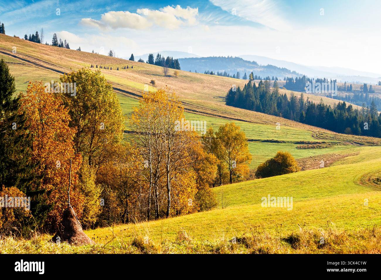 forest on grassy hill in autumn. beautiful rural scenery with rolling pasture. mountainous countryside of transcarpathia. sunny day. warm october weat Stock Photo