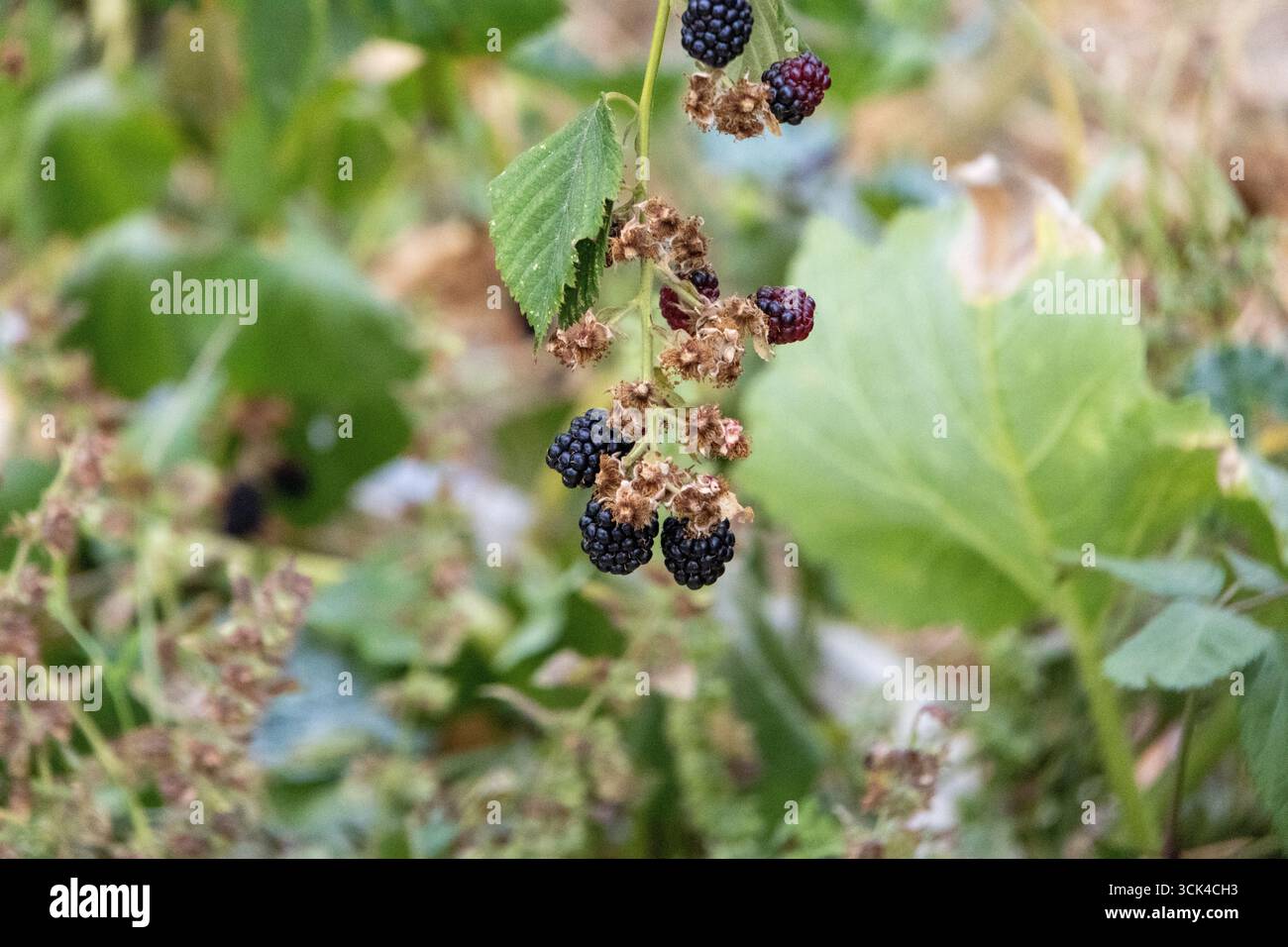 Under Ripe Blackerry Close up of ripe and unripe blackberries growing on a branch ...