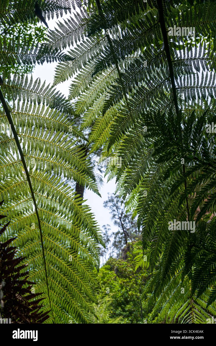 Large fern leaves hi-res stock photography and images - Alamy