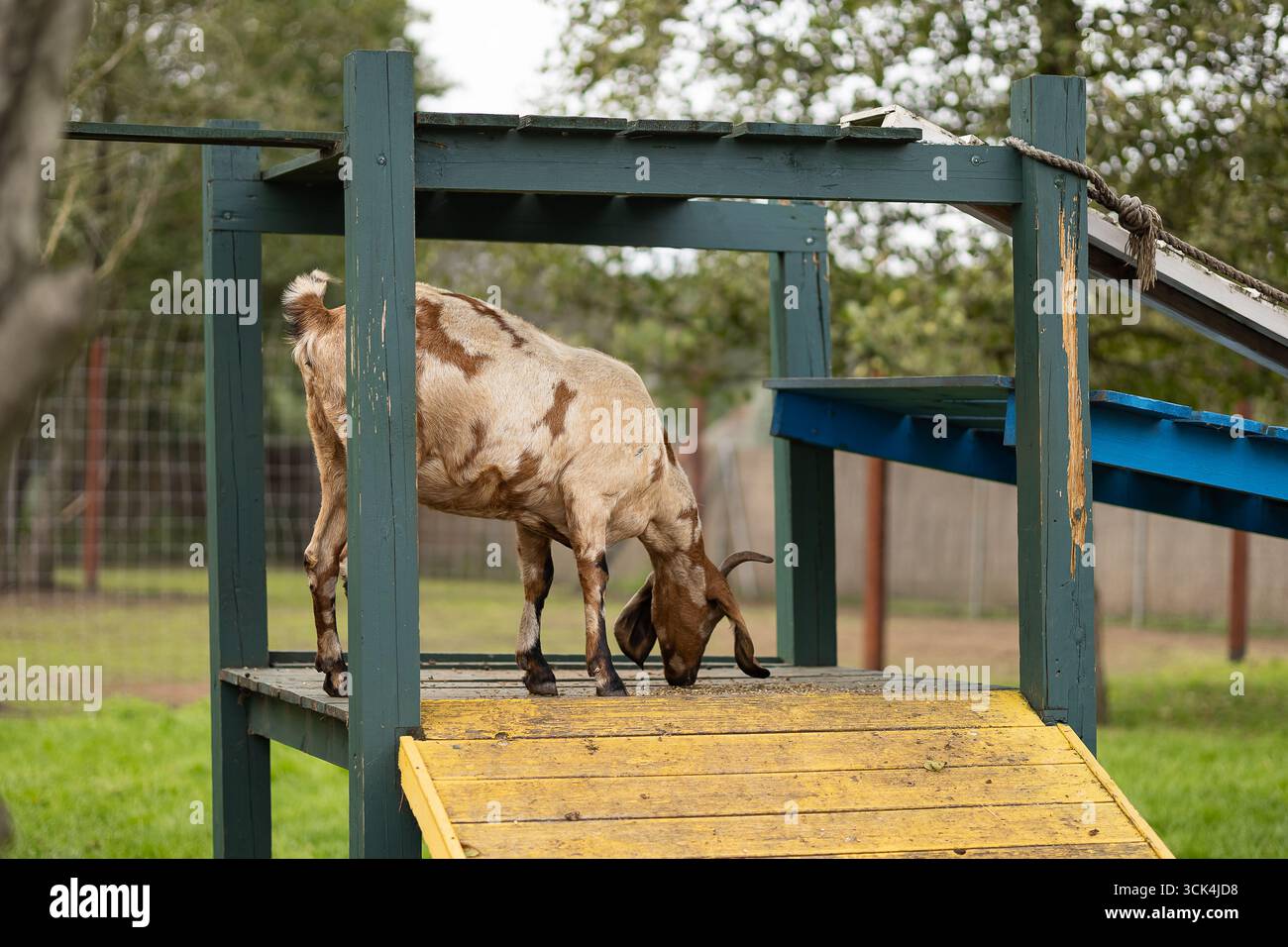 Goat standing on wooden playground equipment in farm park with ramps and platforms for animals. Petting zoo and outdoor animal enrichment Stock Photo