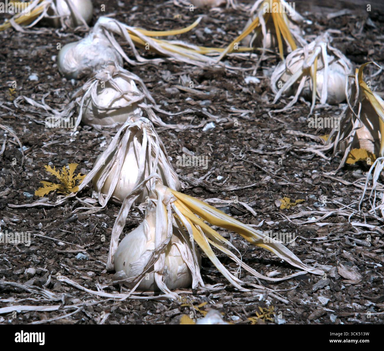 Onion Lines in Infrared: Mottisfont Abbey, Mottisfont Ln, Mottisfont, Romsey Hampshire SO51 0LP Stock Photo