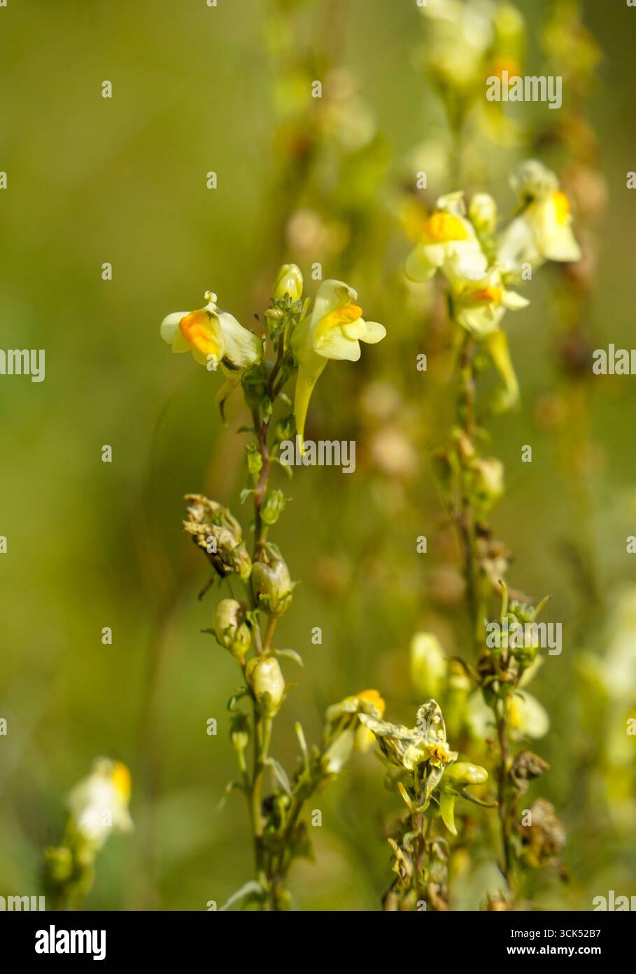 Common toadflax,Linaria vulgaris,yellow toadflax,wildflower in a meadow in Limburg, Netherlands. Stock Photo