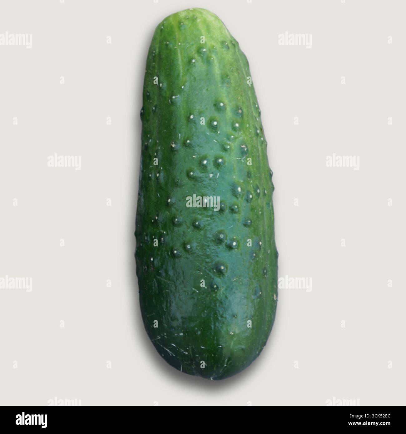 A fresh cucumber with a bumpy texture, commonly used in salads and culinary dishes. Stock Photo