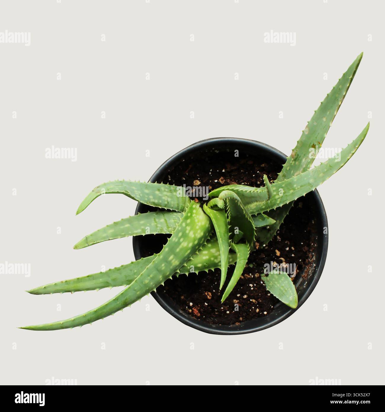 Spiky aloe succulent hi-res stock photography and images - Alamy