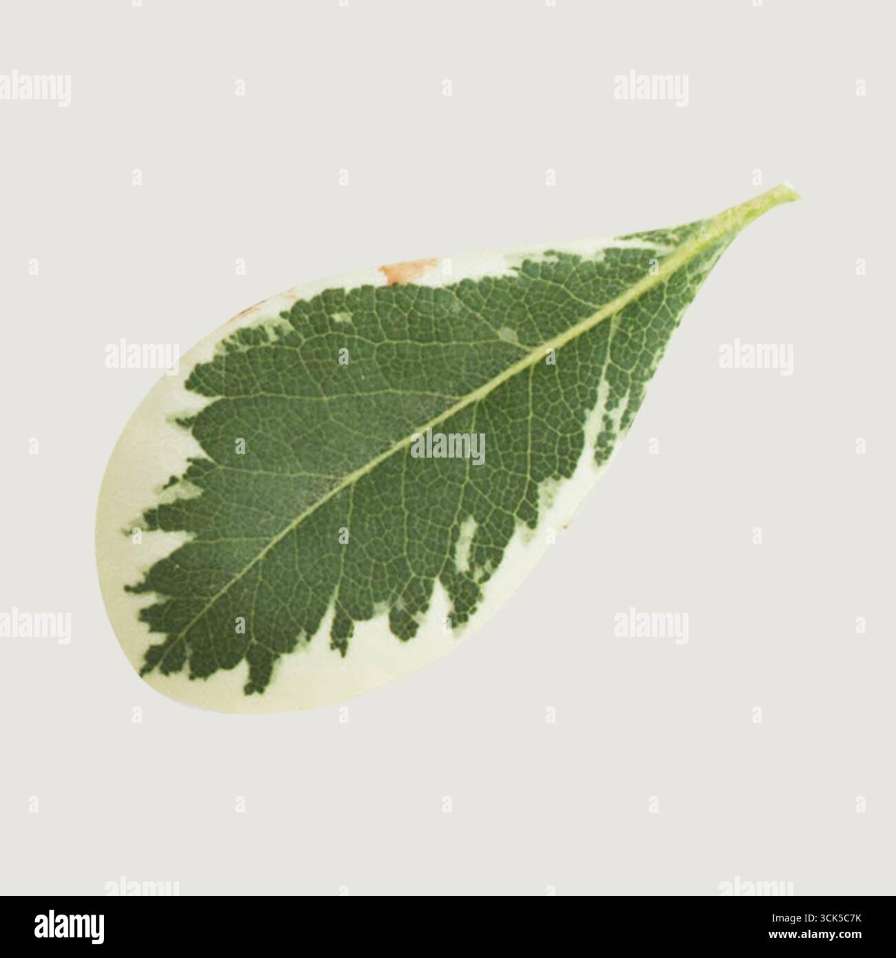 Showcasing intricate coloration hi-res stock photography and images - Alamy