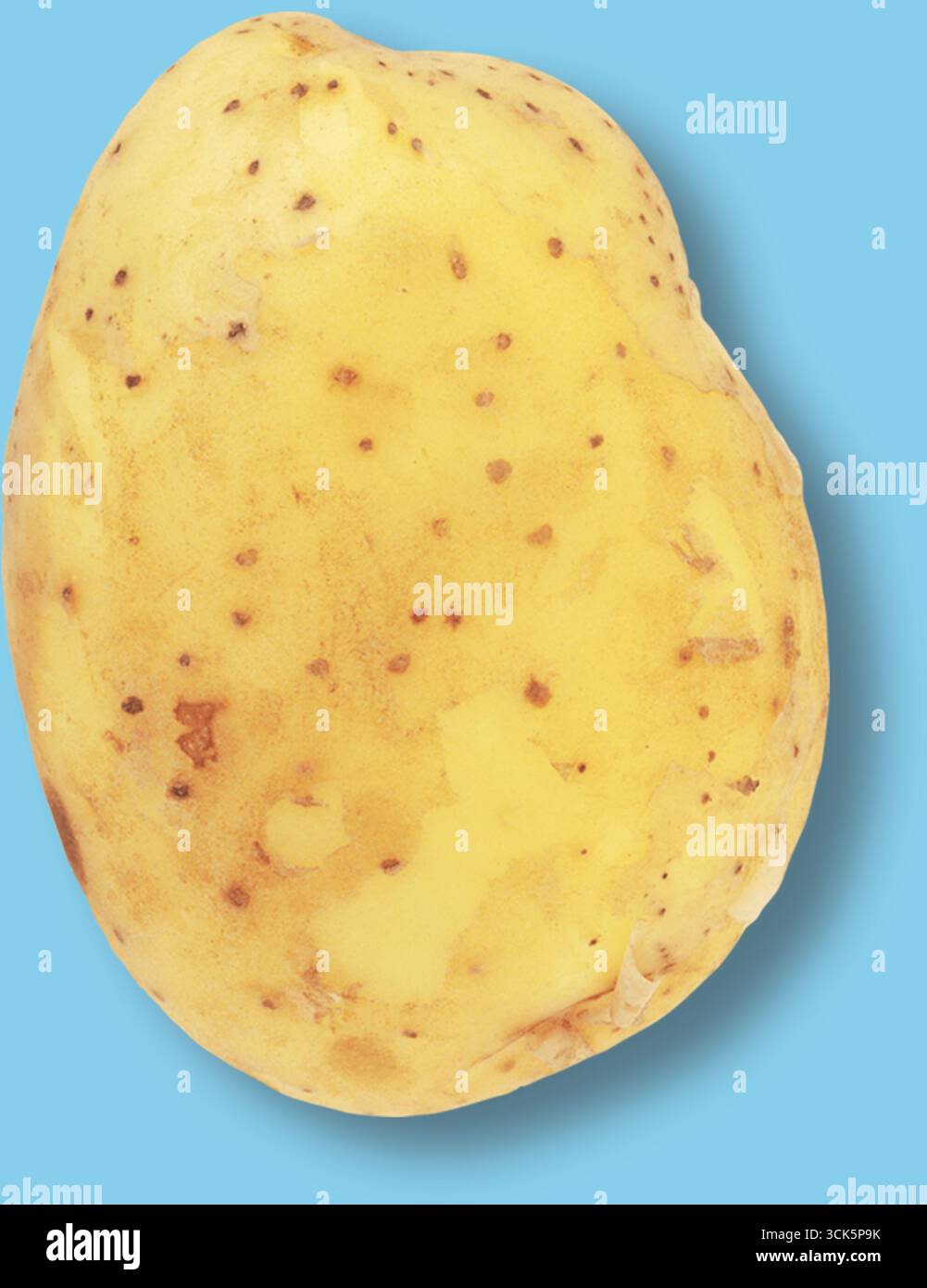 This image shows a raw potato with a yellowish skin and small brown ...
