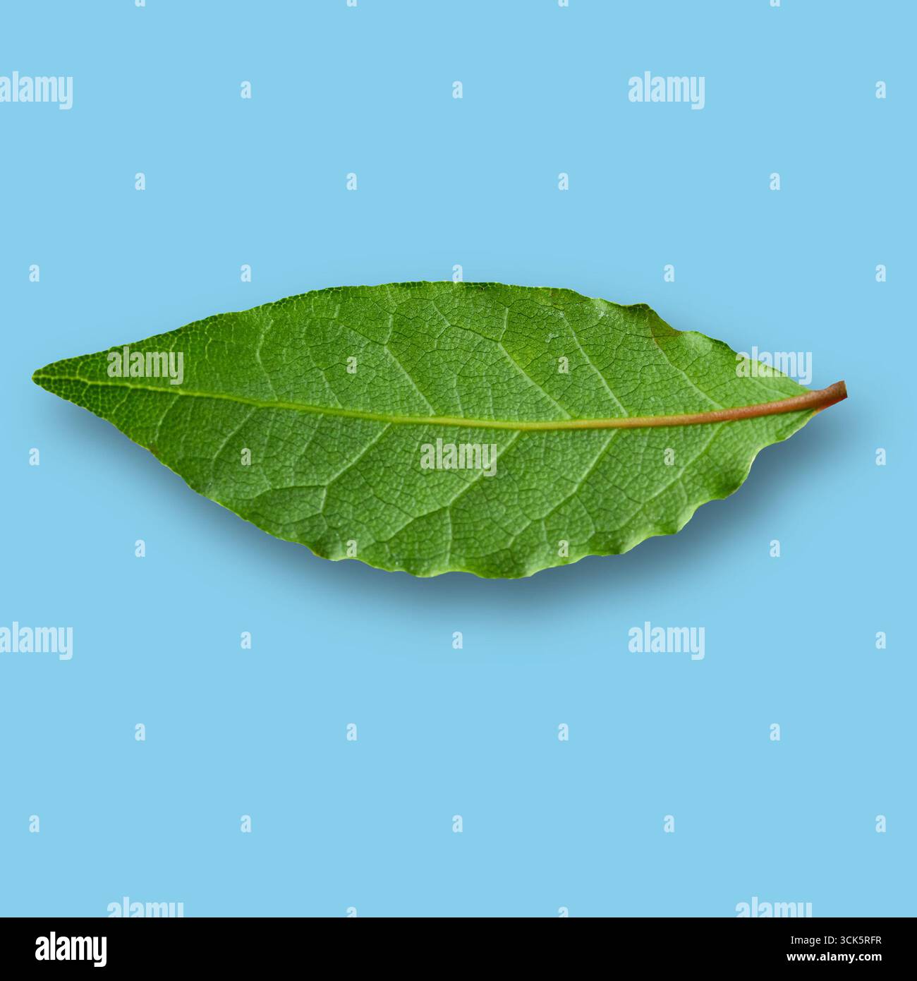 Prominent vein structure hi-res stock photography and images - Alamy
