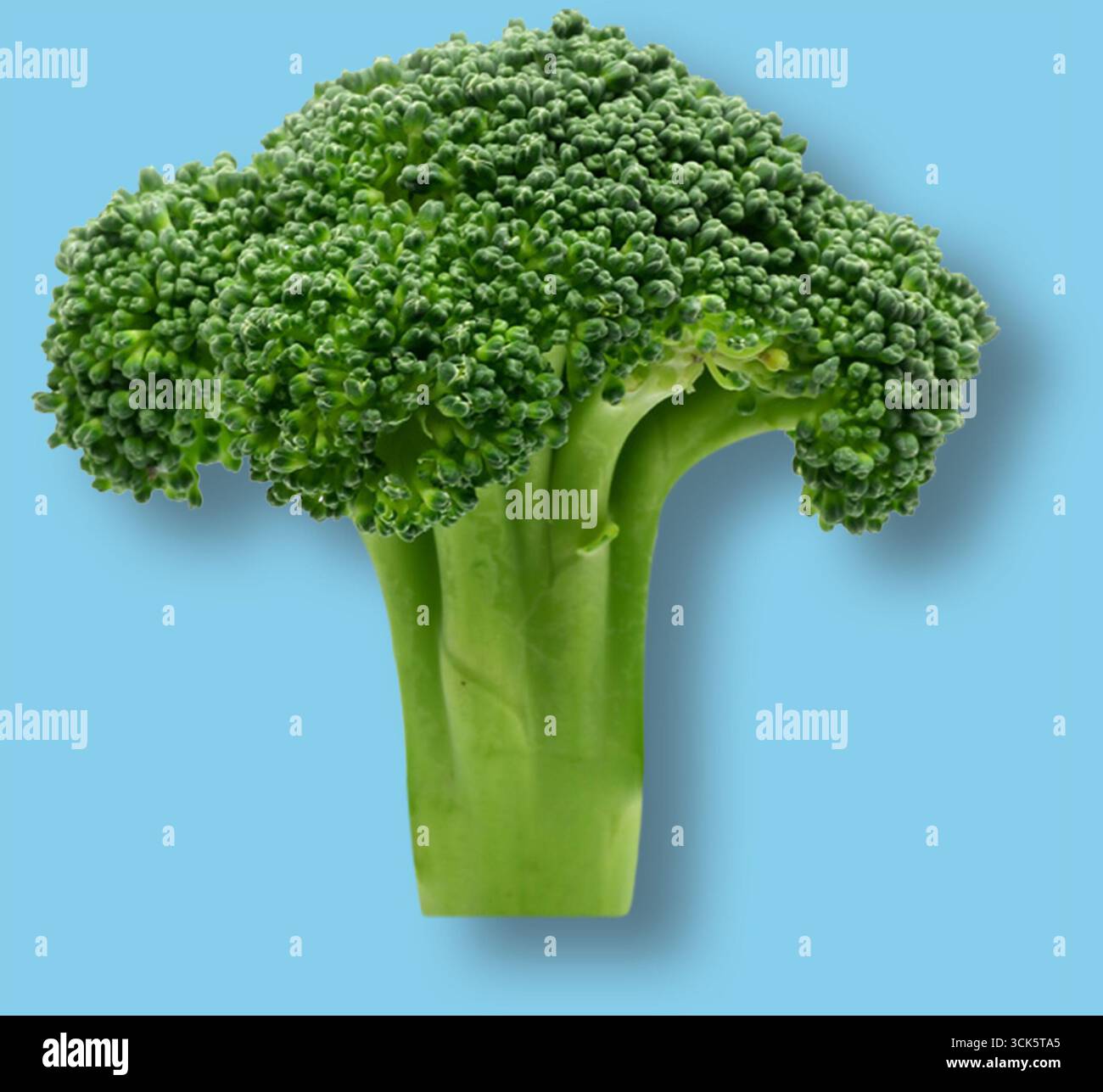 A fresh green broccoli, showcasing its vibrant florets and stalks ...