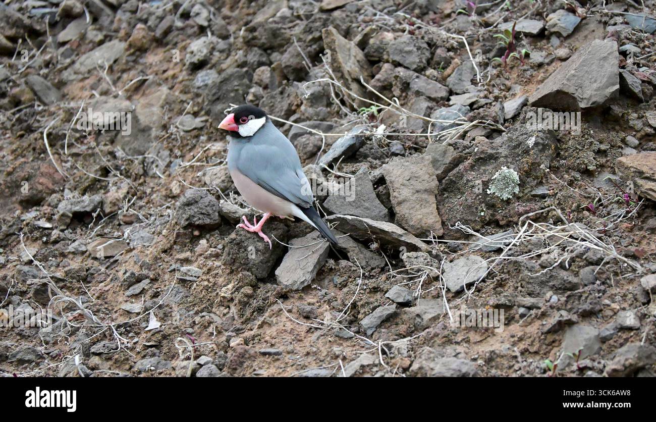 Java sparrow, introduced cage bird from Indonesia, now lives on St ...
