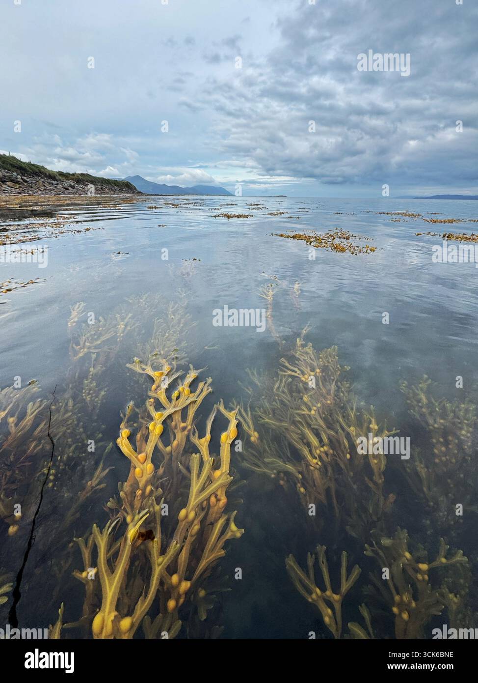 Seaweeds growing at Castlemaine Harbour SPA. - Smartphone Captured Stock Image Seaweeds growing at Castlemaine Harbour SPA. - Smartphone Captured Stock Image