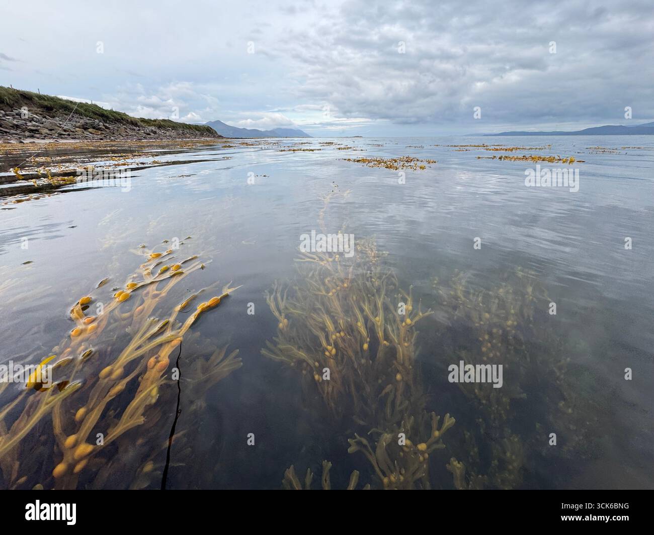 Castlemaine harbour SPA with bladder wrack - Smartphone Captured Stock Image
