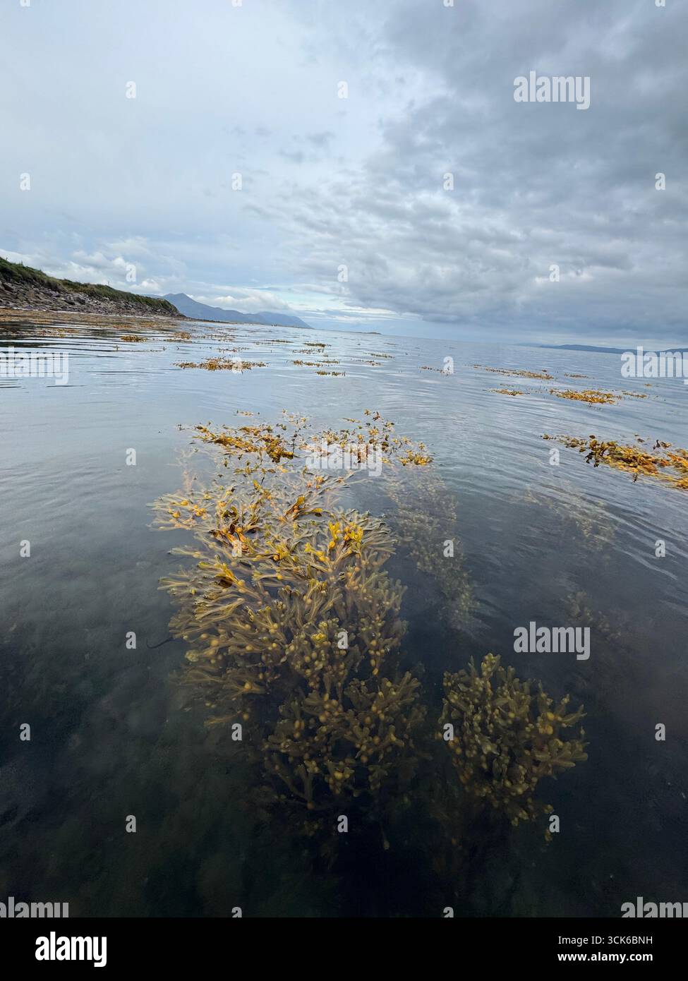 Castlemaine harbour SPA with bladder wrack - Smartphone Captured Stock Image Castlemaine harbour SPA with bladder wrack - Smartphone Captured Stock Image