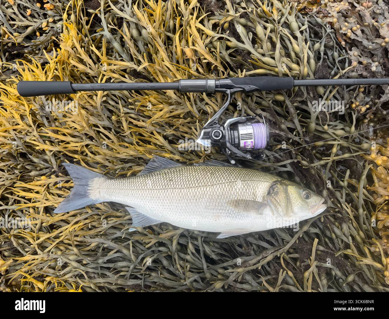 A live european sea bass (Dicentrarchus labrax) caught from an Irish estuary in August, with the lure rod and reel used to catch it. Returned alive. - Smartphone Captured Stock Image