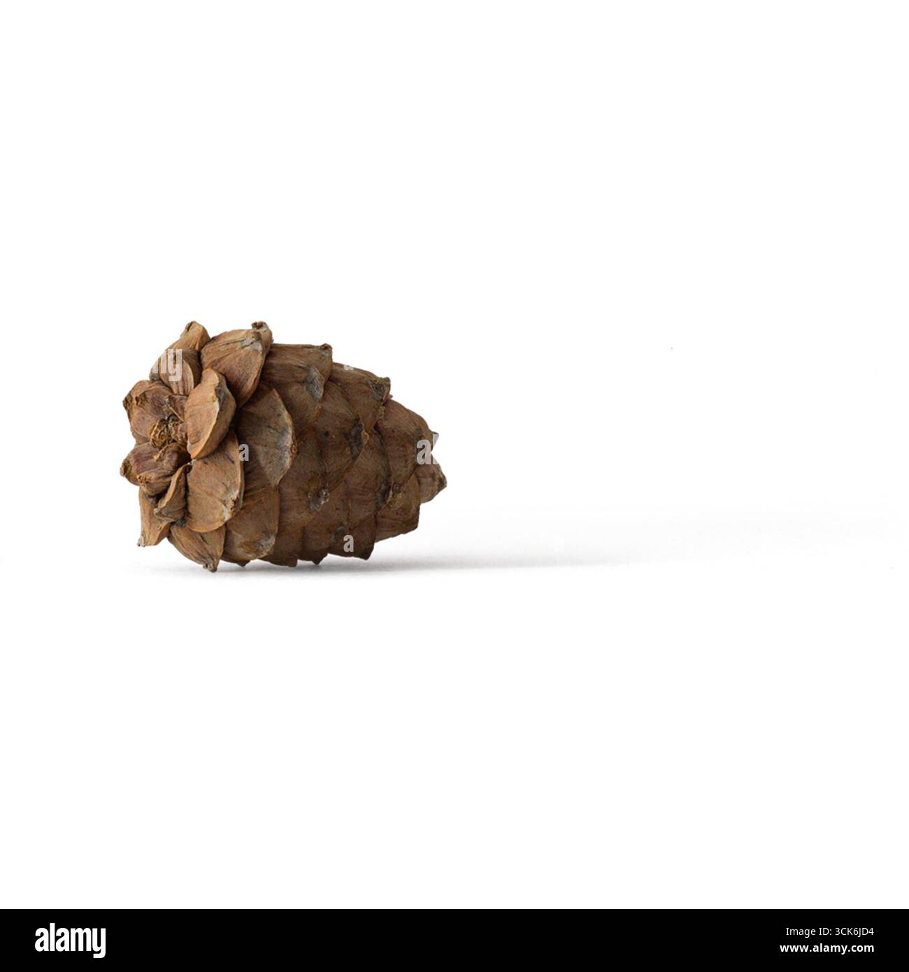 A single pine cone resting on a surface, showcasing its natural texture and shape. Stock Photo