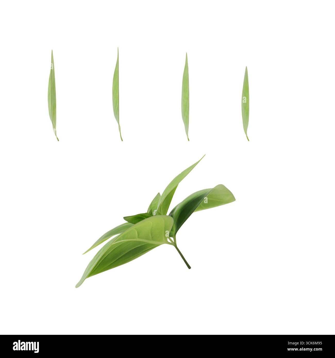 Collection green leaves showcasing hi-res stock photography and images ...