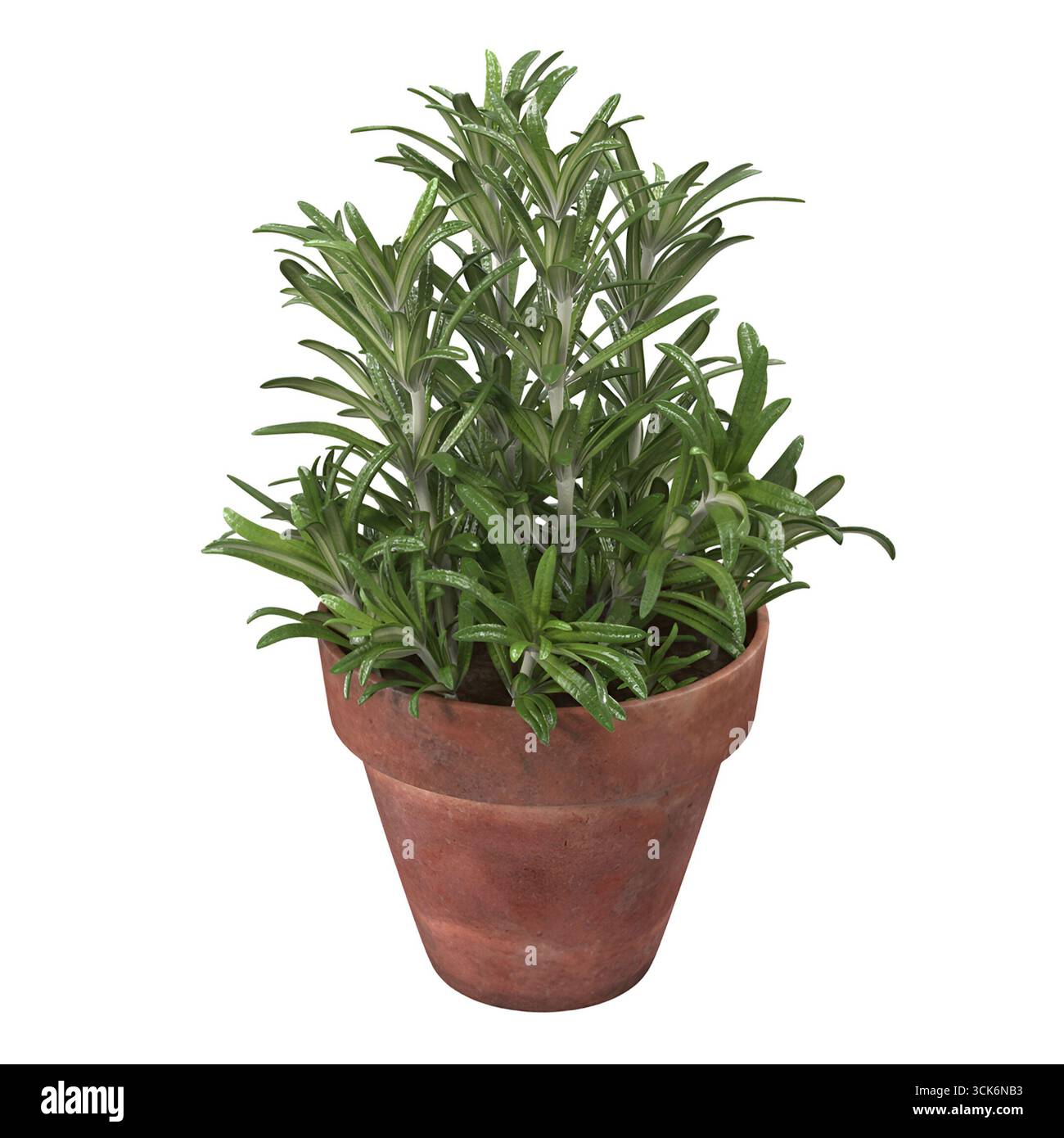 A vibrant green plant in a terracotta pot, enhancing indoor or outdoor ...