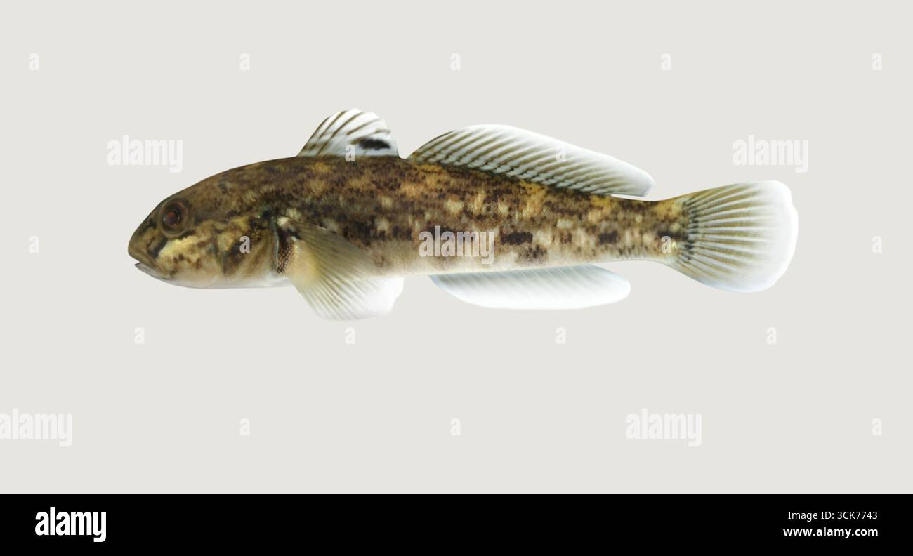 Fish features delicate hi-res stock photography and images - Alamy