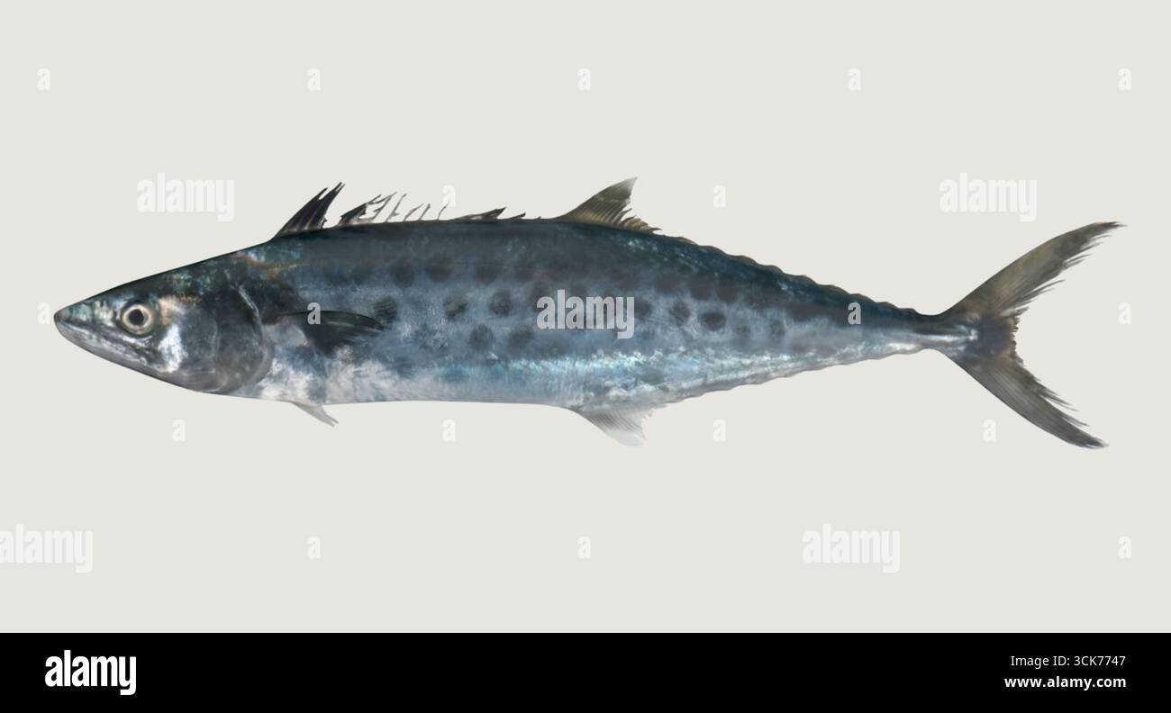 Fish Streamed Line A detailed image of a fish, showcasing its streamlined body and ...