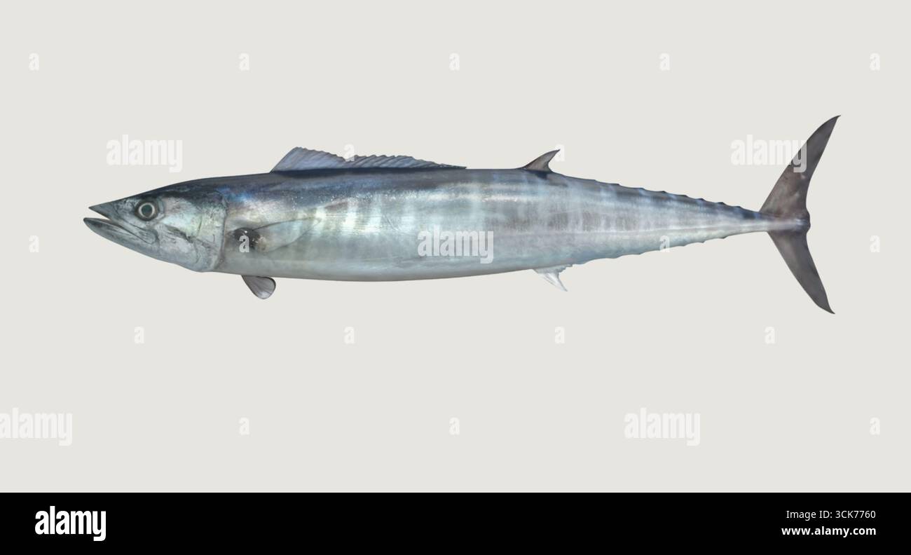 Streamlined body hi-res stock photography and images - Alamy