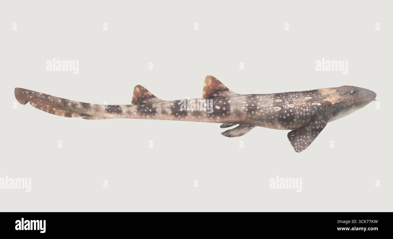 A long, spotted shark with a streamlined body, showcasing its unique ...