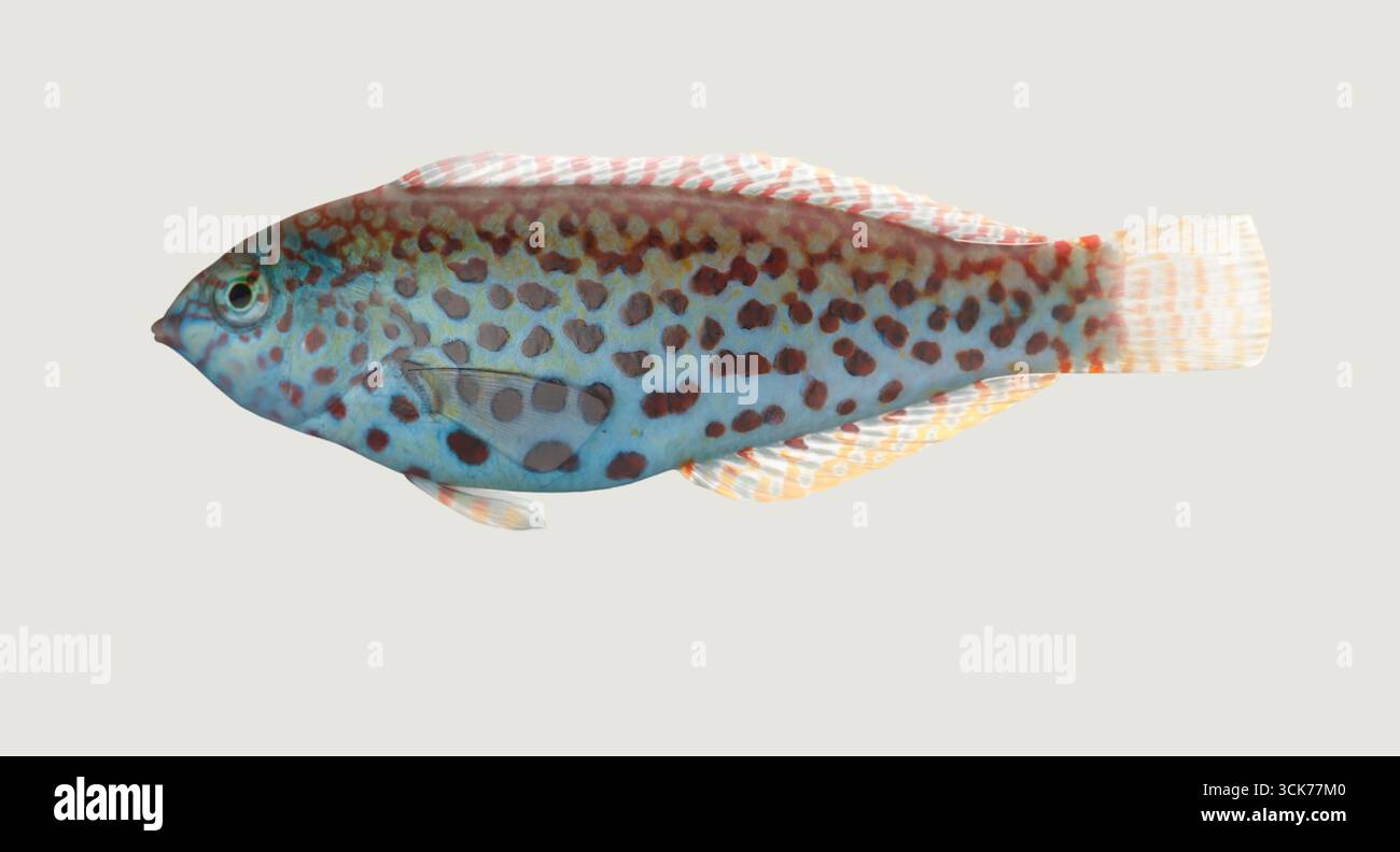 Showcasing distinctive patterns hi-res stock photography and images - Alamy