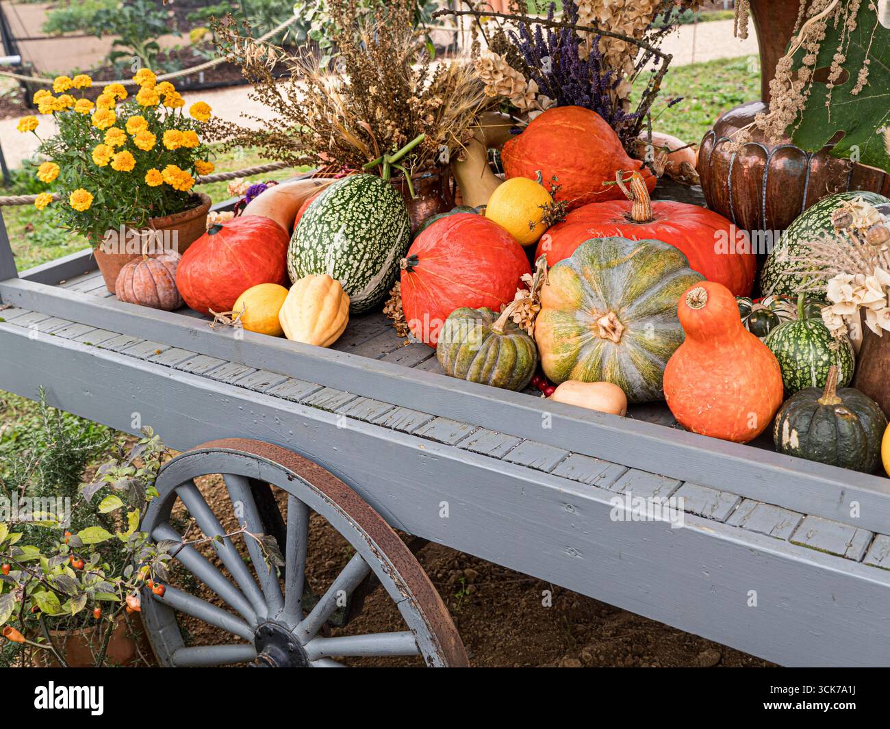 SQUASH PUMPKINS English Pumpkins and Squash varieties on a farm shop market barrow display at a winter Surrey UK farm shop Stock Photo