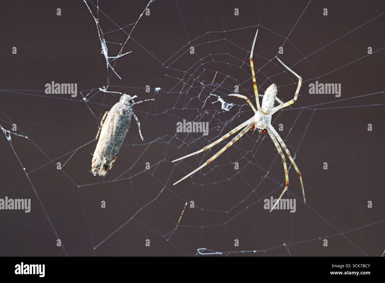 A tiny garden spider, about half an inch in length, waits on its web for a small insect to ensnare itself and become dinner, in Bend, Oregon. Stock Photo