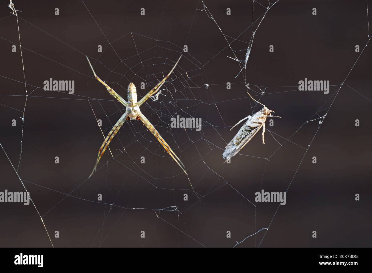 A tiny garden spider, about half an inch in length, waits on its web for a small insect to ensnare itself and become dinner, in Bend, Oregon. Stock Photo