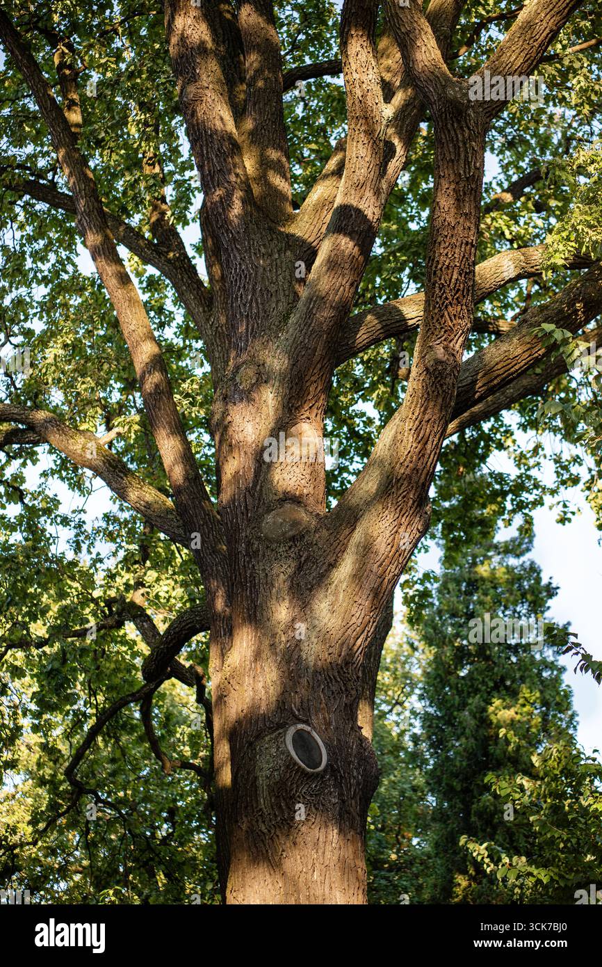 Oak tree branches and canopy basking in sun. Massive oak tree stretch twigs wide in park Stock Photo