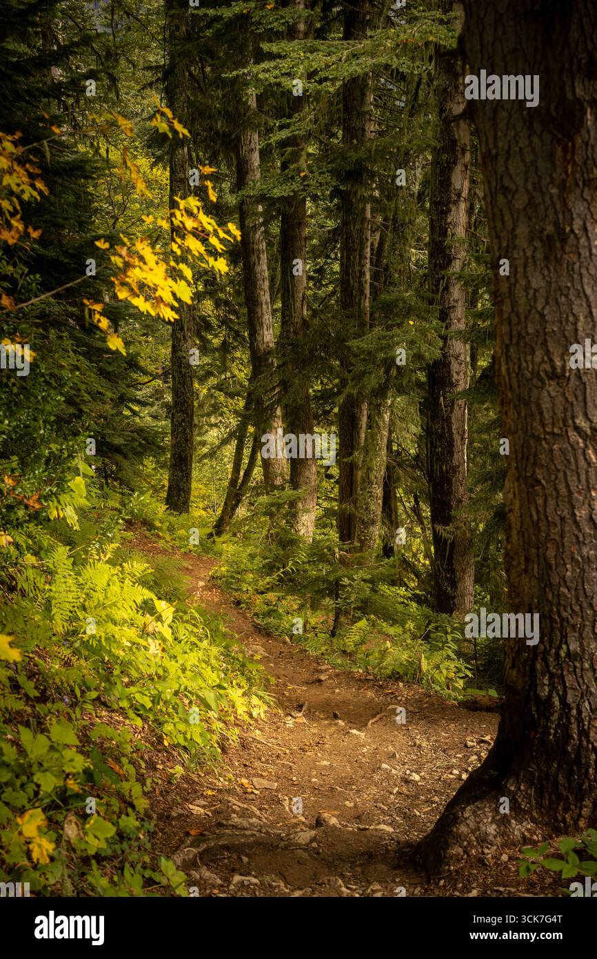 Peaceful woodland trail hi-res stock photography and images - Alamy
