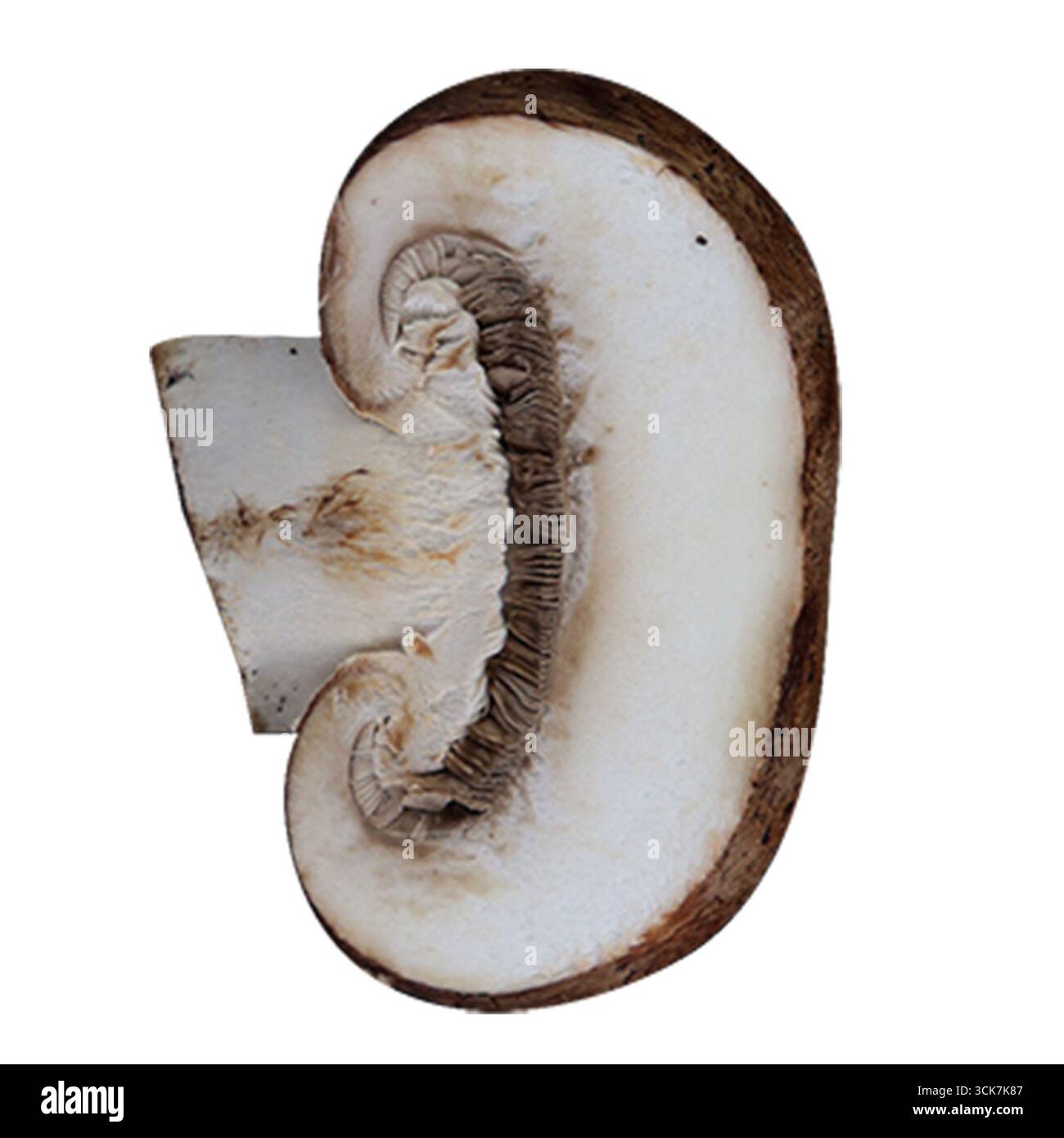 A cross-section of a mushroom showcasing its gills and texture Stock ...