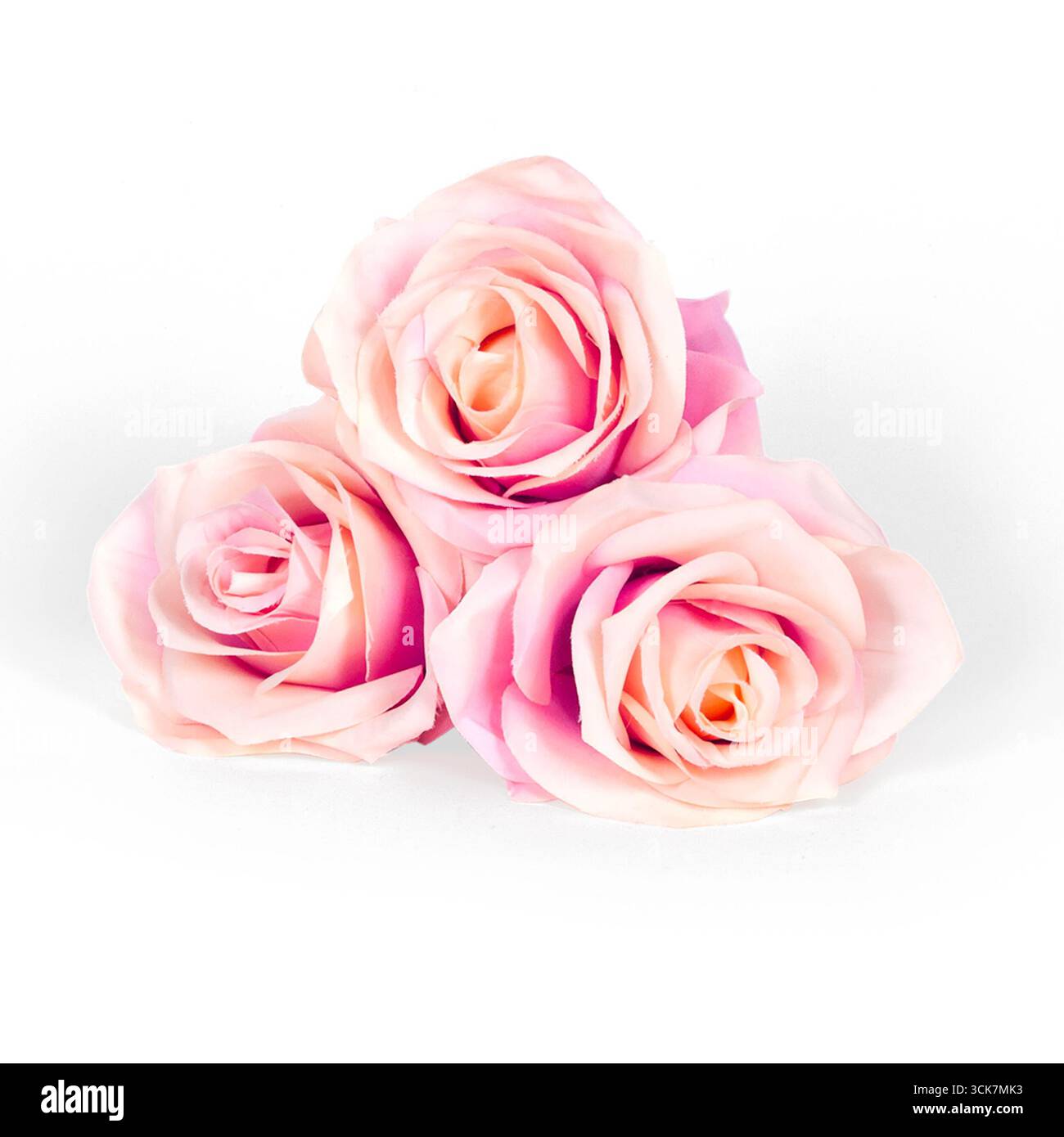 Three delicate pink roses arranged together, showcasing their beauty ...