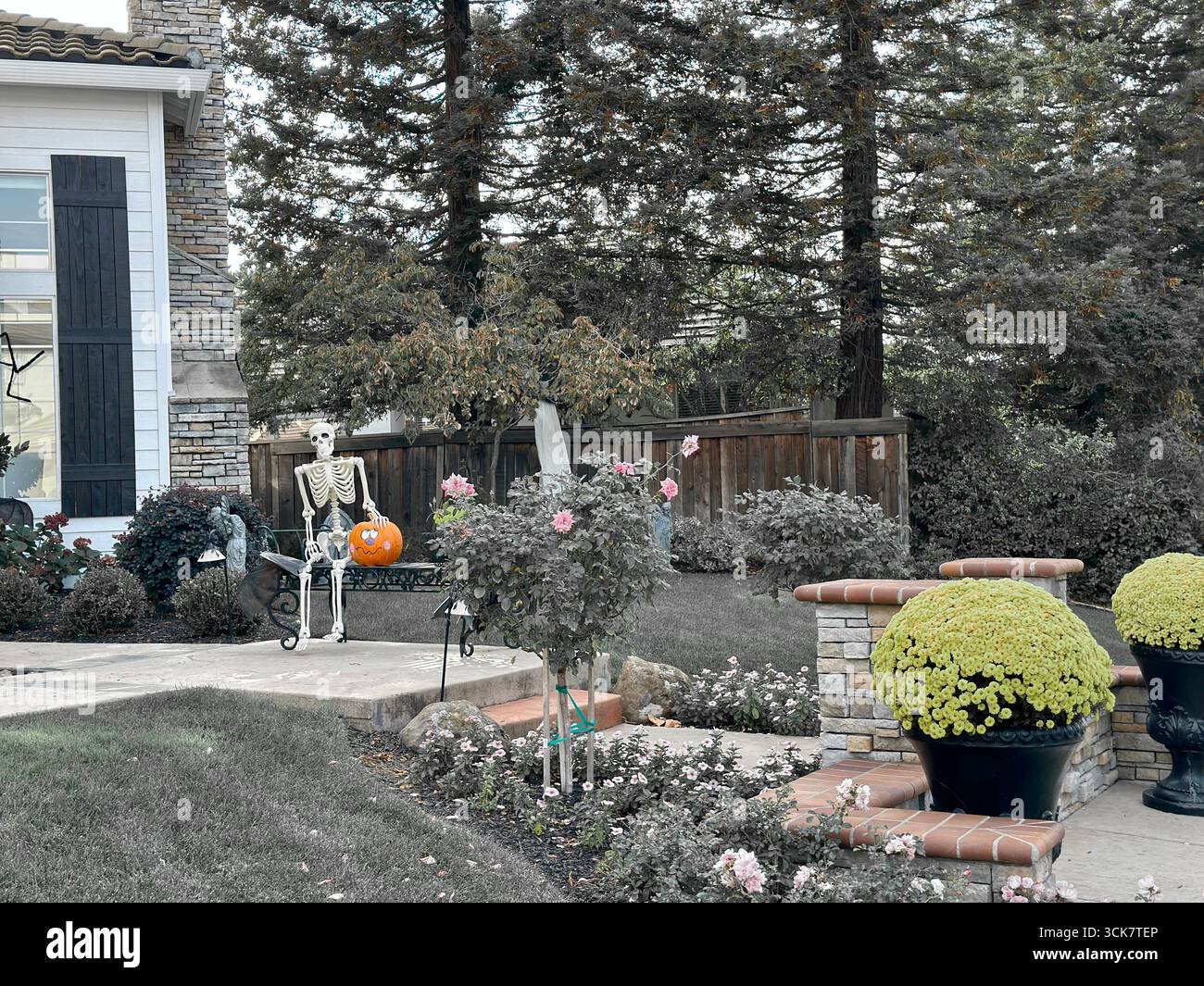 Skeleton with Pumpkin Decoration in Halloween Yard - Smartphone Captured Stock Image