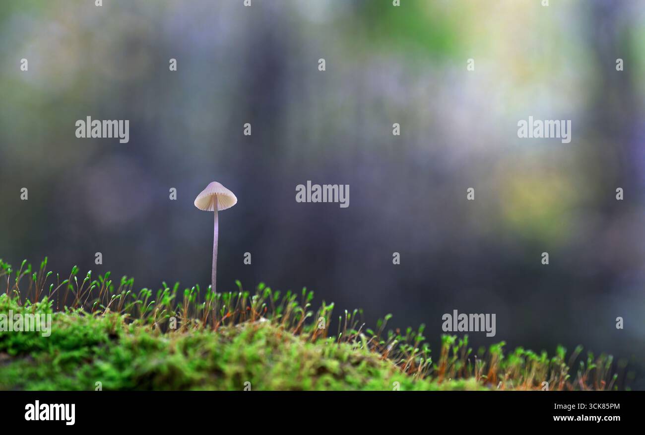 Snapping Bonnet Autumn forest of Hidra,(south-western Norway) with a lonely Snapping ...