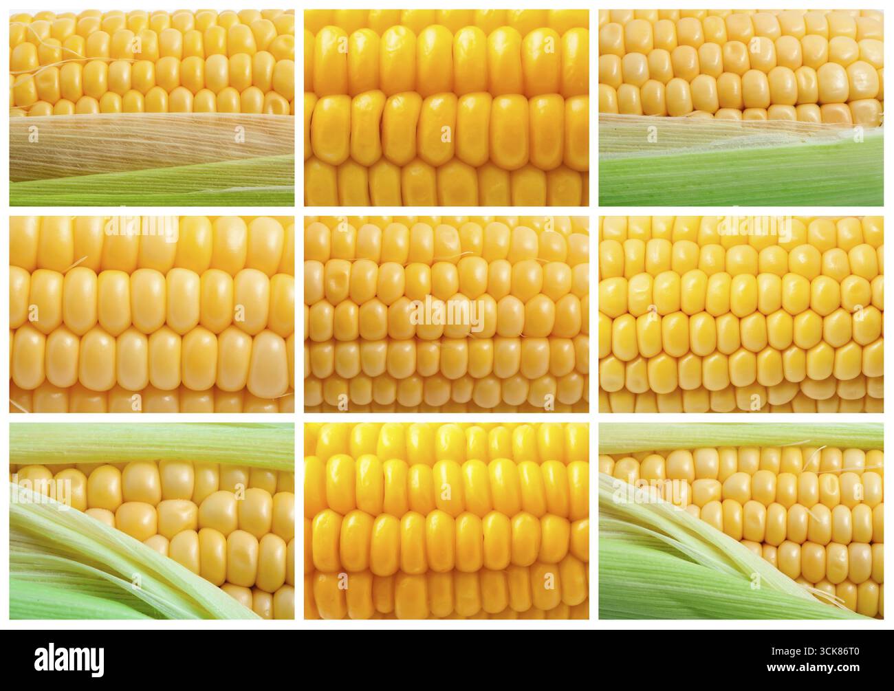 Yellow corn collection Stock Photo - Alamy