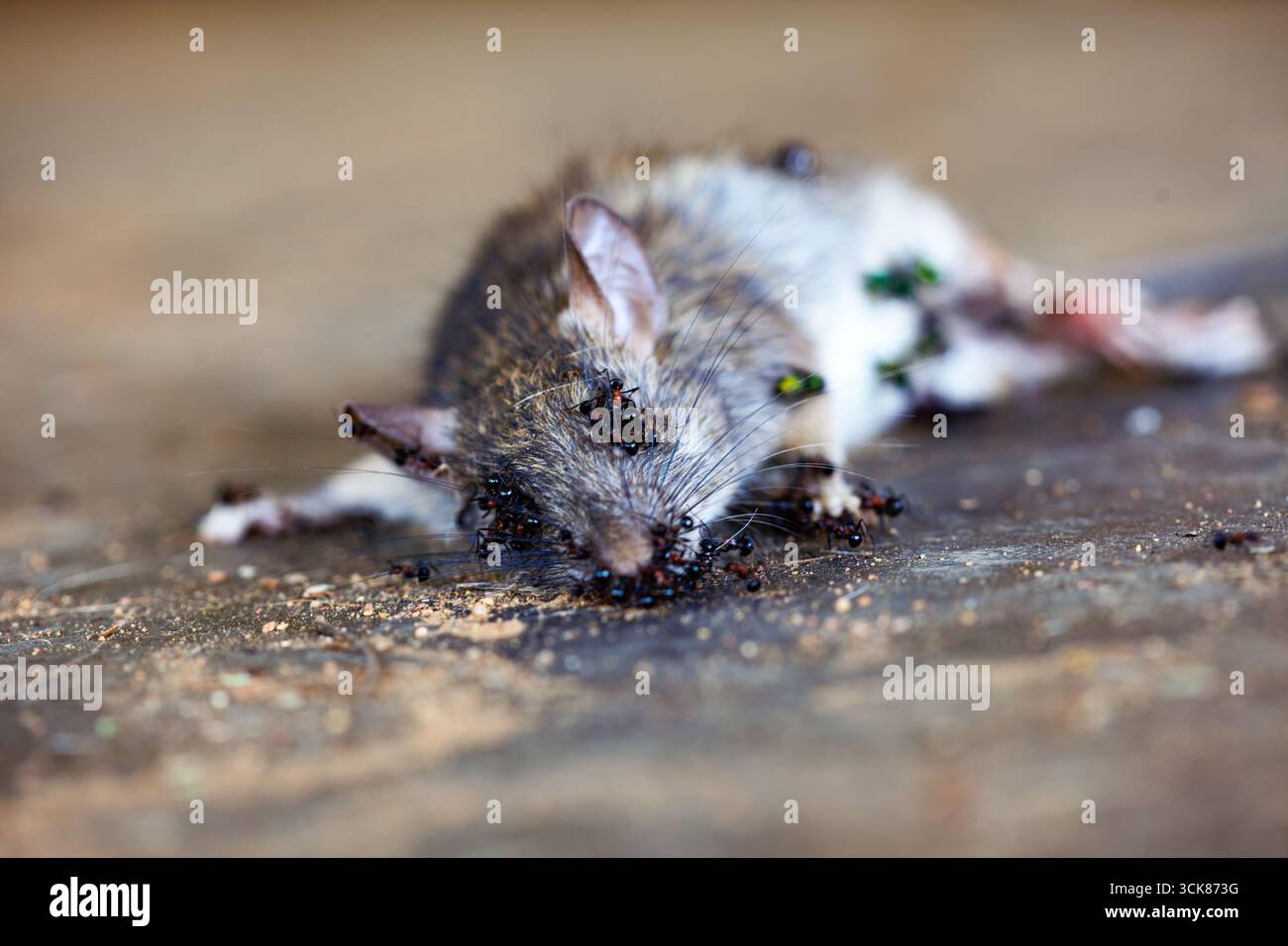 dead rat on the floor, decay process, pest control, fly and termite ants Stock Photo