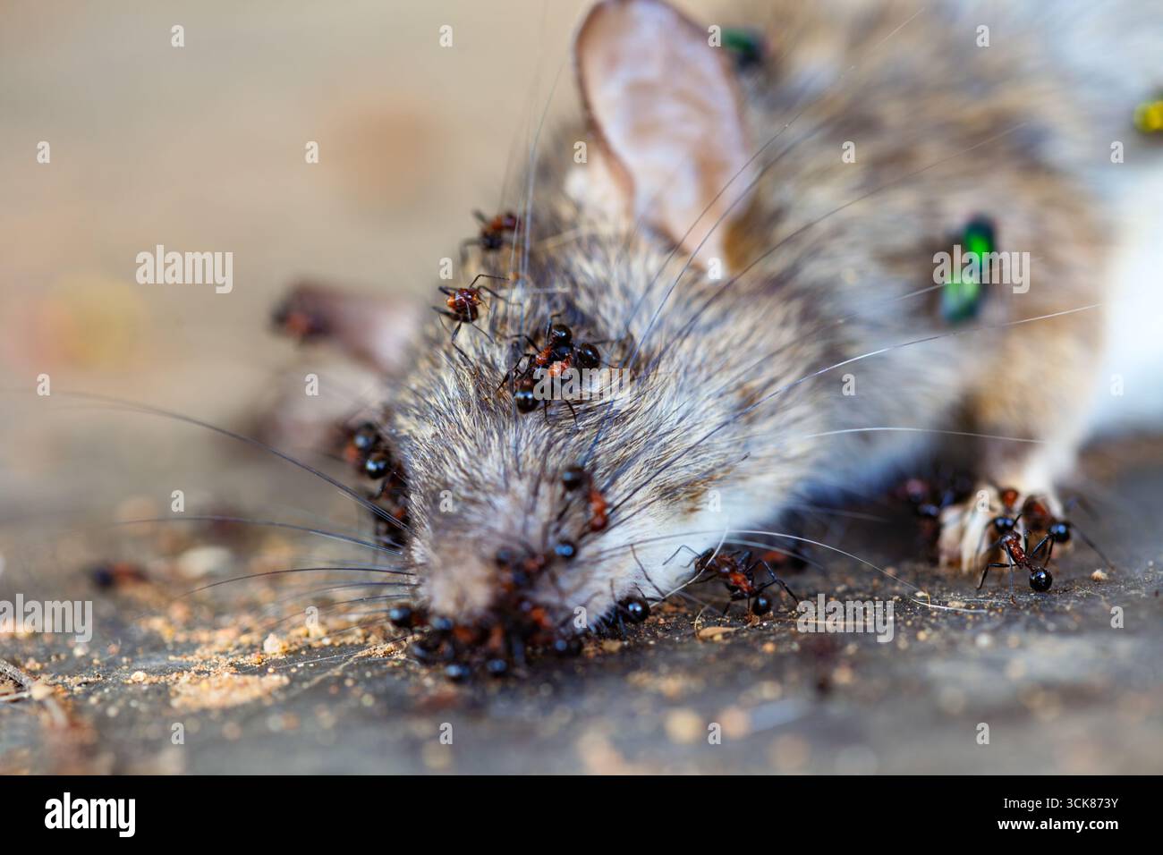 dead rat on the floor, decay process, pest control, fly and termite ants Stock Photo