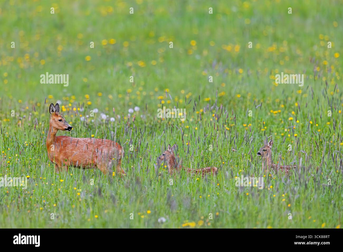 Roe deer female fawn uk twins hi-res stock photography and images - Alamy